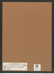 Coscinodiscus apages Rattr. (de-Toni-Nr.: Genus 202, Species 5088) Zeichnungen Sammlung Grunow Mappe 04872 (Herbarium_W_Grunow_drawings_Folder_04872)
